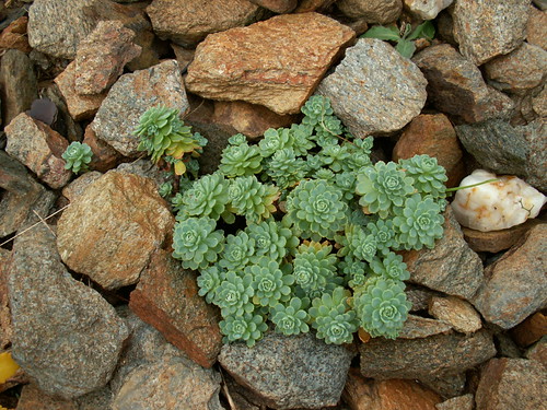 Sedum pachyclados (Rhodiola)