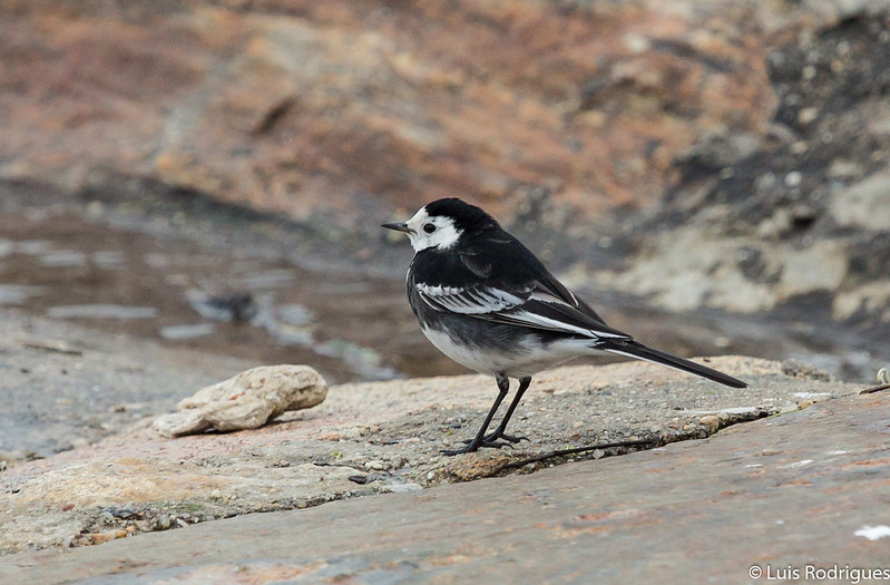 SUBESPÉCIE: Motacilla alba yarrellii 12002477093_8a7c5846ce_c