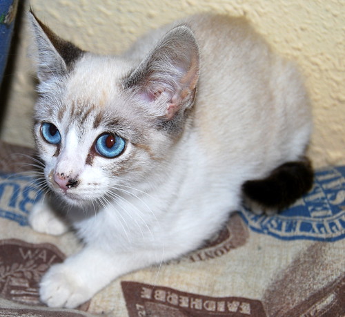 Alaska, gata cruce Ragdoll muy tímida y dulce, nacida en Julio´13 en adopción. Valencia. ADOPTADA. 10368526803_edddedfc11