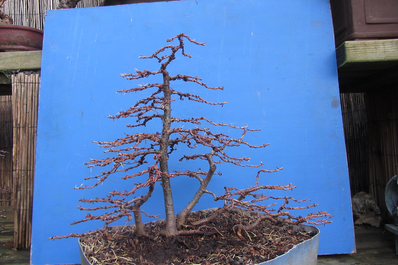 Larch group 10997601224_25558965e6_c