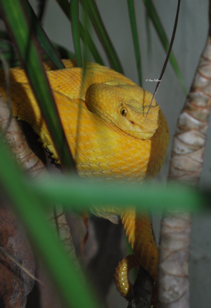 Protobothrops mangshanensis : Vivarium de Lausanne Suisse - Page 2 9331412692_4705b1c676_b