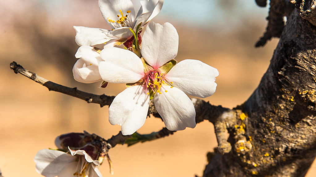 Mis primeros Almendros en flor del año 12776943134_4867c90990_b