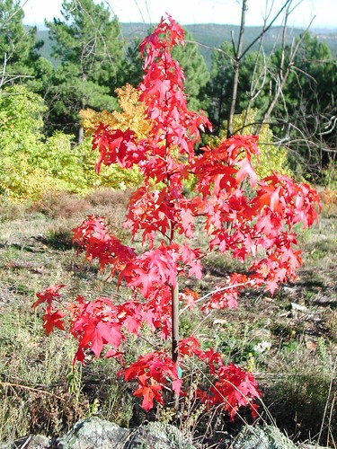 Liquidambar 2009-11-16