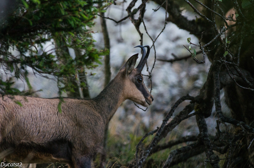 Les chamois du matin (Pentax K5IIs ) 9514369319_720c3b70f0_b