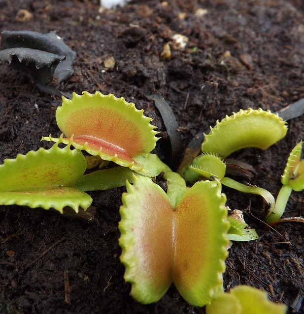 Quelques une de mes dionaea   - Page 2 10966027553_9f624934d0_z