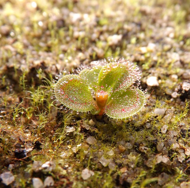 Les drosera tubereux  11276862284_598fef86f9_z