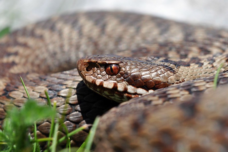 Vipera berus berus in Austria ... 2013 Update ;) - Page 2 9086732902_e4caf30f61_c