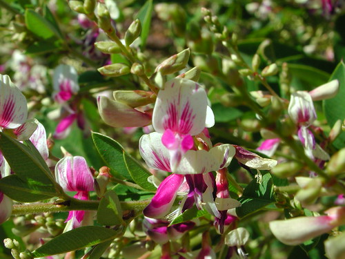 Lespedeza thunbergii 'Edo Shibori'