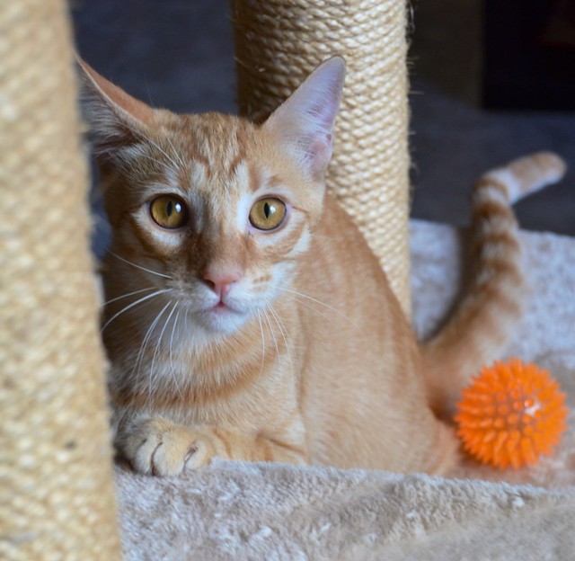 Danko, gato rubio mimosón, un caramelo nacido en Marzo´13 en adopción. Valencia. ADOPTADO. 10196217293_81e24fe19b_z