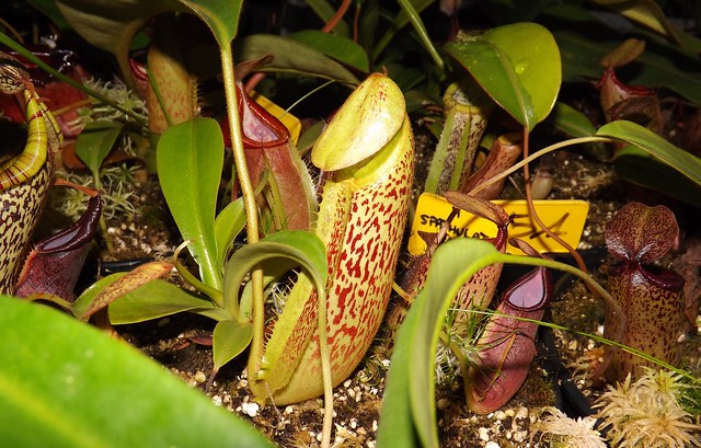 Nepenthes  10931562914_77391c24c7_z