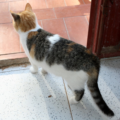 Agnes, gatita tricolor de ojazos cobre tranquilona y esterilizada, nacida en Junio´13 busca hogar. Valencia. ADOPTADA. 12462523203_a00b514ed5