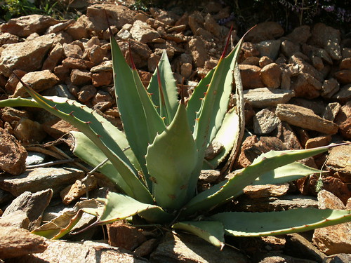 Agave parryii