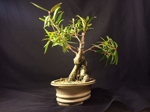 Recently acquired willow leaf ficus 12125899915_49761a5e13