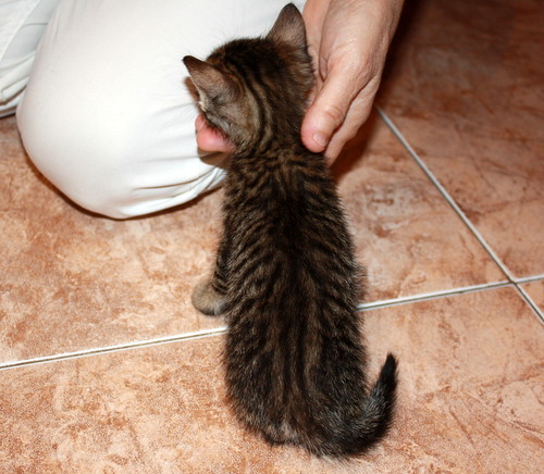 Caruso, gatito atigrado pardo nacido en Septiembre´13 en adopción. Valencia. ADOPTADO. 10492353813_eaa5fed567