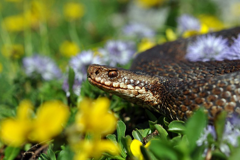 Vipera berus berus in Austria ... 2013 Update ;) - Page 2 9084492187_797c00e54a_c