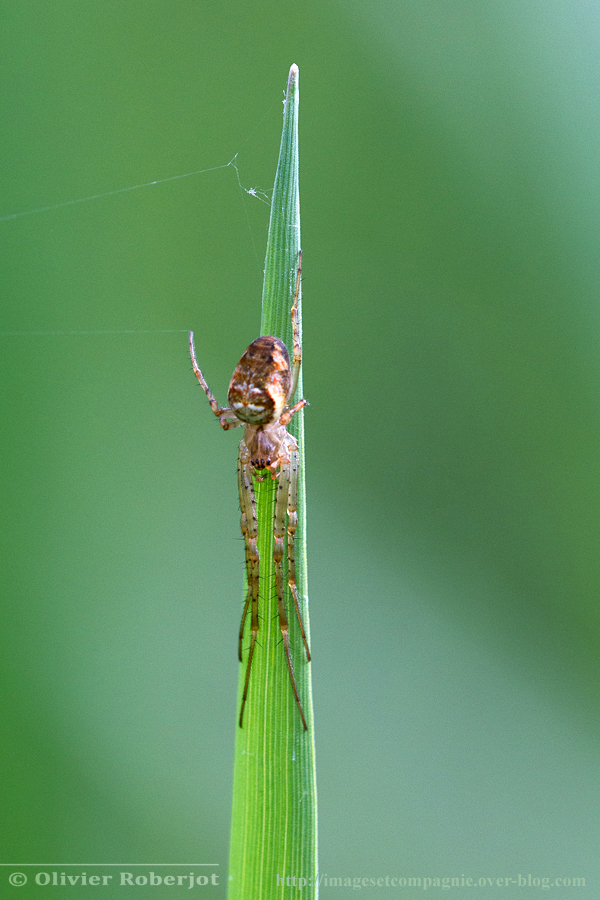 Araneus ? 9050785844_e9f3a98804_o