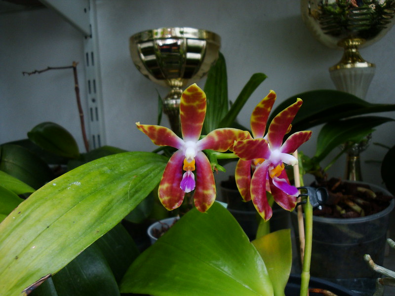 Phalaenopsis Red Nosa x 2 (pulchra x venosa) 10016988114_dcd0a9ac8a_c