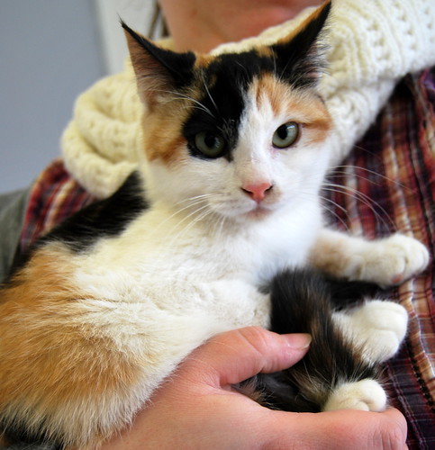 Karma, gatita tricolor reguapa operada de mordedura, nacida en Septiembre´13, en adopción. Valencia. ADOPTADA. 11949747973_44c1b75902