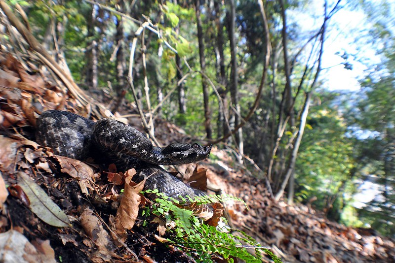 Herping in Carinthia, Austria... Update 2013 ;) 10265642125_86959aee9c_c