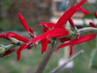 Salvia elegans