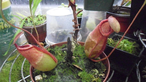 Nepenthes indah en flor 5979824225_ca1309a5a8