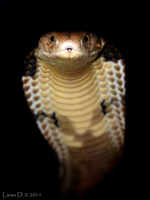 King cobra/Ophiophagus hannah 6191846724_6437ccf007_z