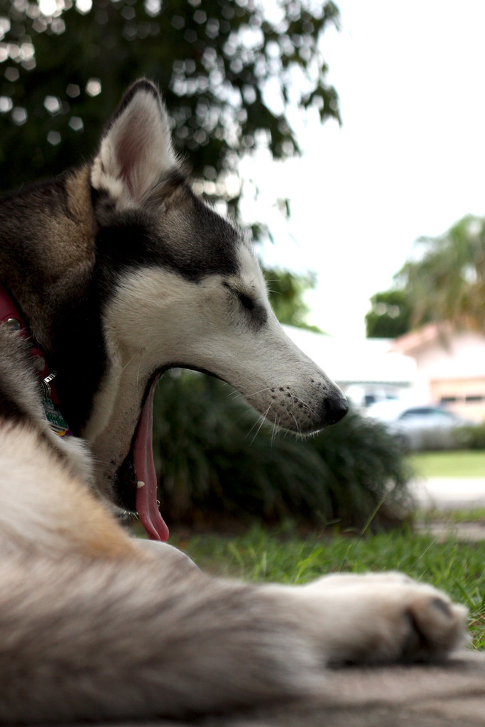 Florida Huskies and the NEW addition 9/5/13 - Page 3 5965447180_a8fd835786_b