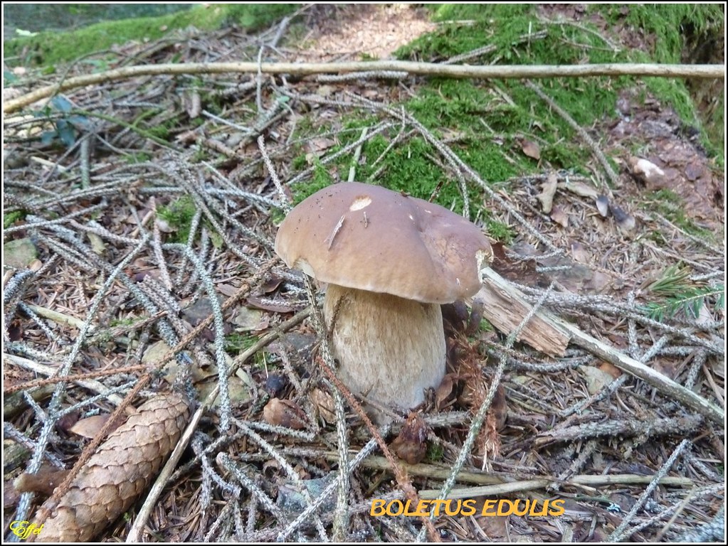 Champignons cachés 6207702100_3af7fd5f4c_b