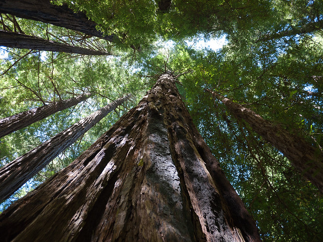 Red Wood - Foret de Muir Woods  5965906060_774d74b5c5_z