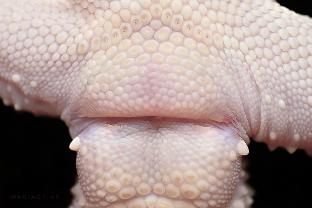 Leopard Gecko Pore Close-up (Sexing) 6235009436_87b21f9188_z