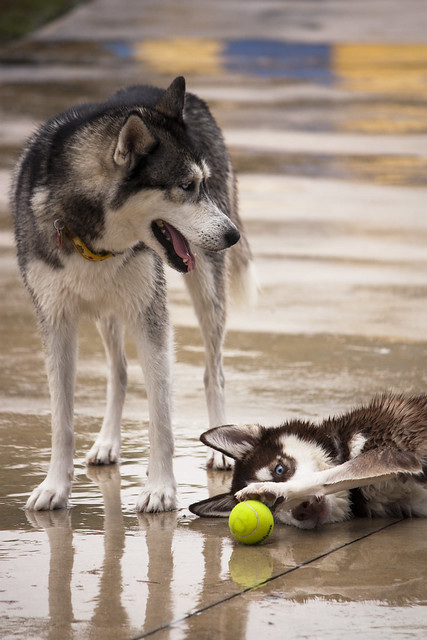 Florida Huskies and the NEW addition 9/5/13 - Page 4 6255266615_e679412268_z