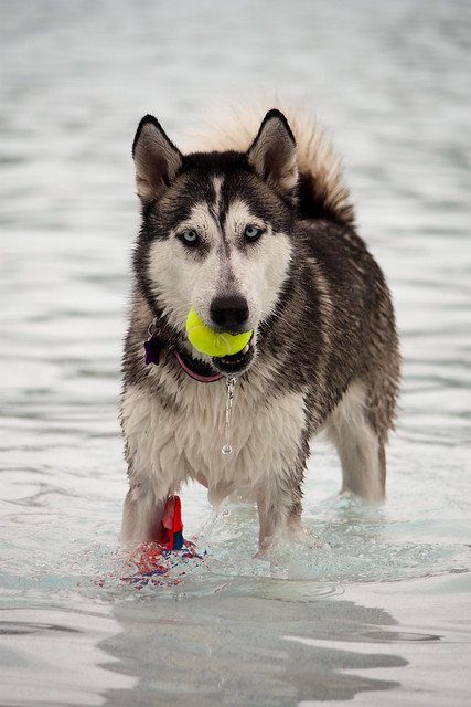 Florida Huskies and the NEW addition 9/5/13 - Page 4 6255801852_c4750ba92f_z