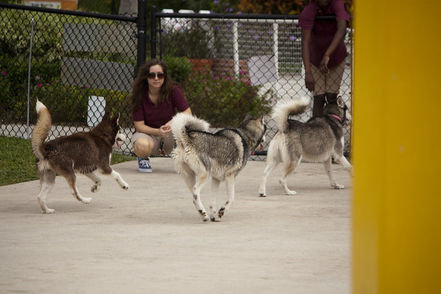 Florida Huskies and the NEW addition 9/5/13 - Page 4 6255805170_f8cd67c66b_z