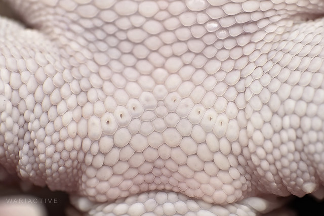 Leopard Gecko Pore Close-up (Sexing) 6235011386_08a700bcee_z