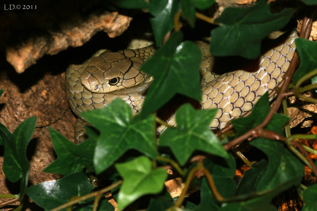 King cobra/Ophiophagus hannah 6280011039_c9f420770c_z