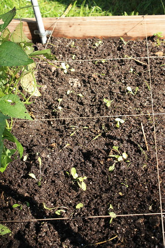 Prepping the Fall Garden.. 6036105120_f06f7236a2