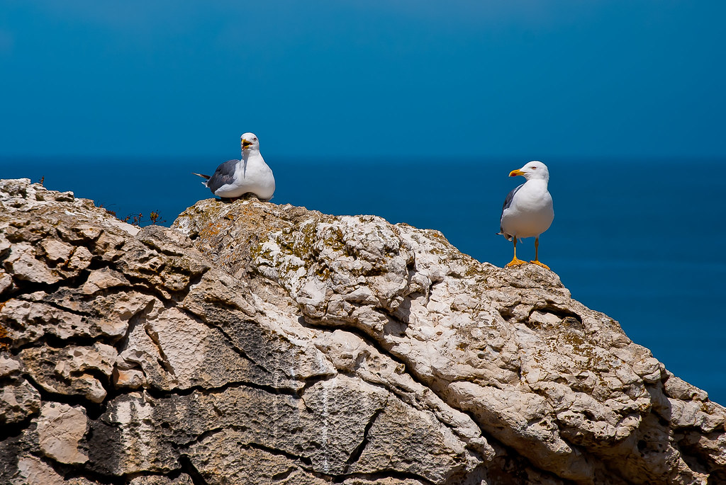 Gaivotas em terra 6103639429_145150a773_b