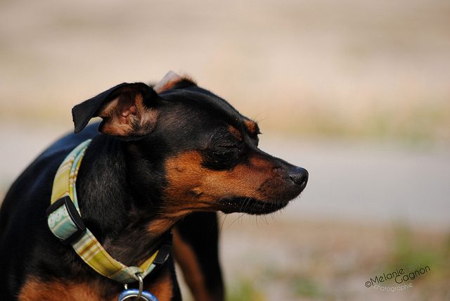 Mon pinscher miniature 6113922663_d883169353_z