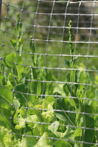 Prepping the Fall Garden.. 6062611099_d4c98cddc5