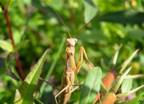 Mantis religiosa - Mante religieuse (♂)  - European mantis - 28/08/11