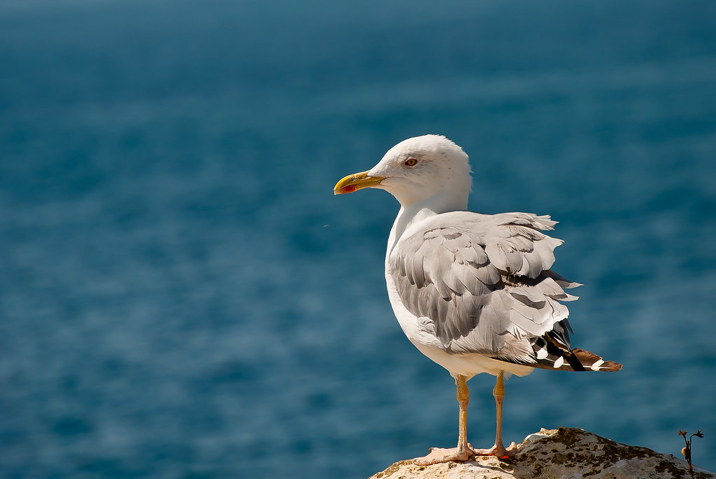 Gaivotas em terra 6103688273_41e84cf2e7_b