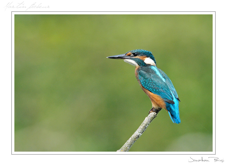 Le Martin pêcheur 6072991867_8d66e82a66_b