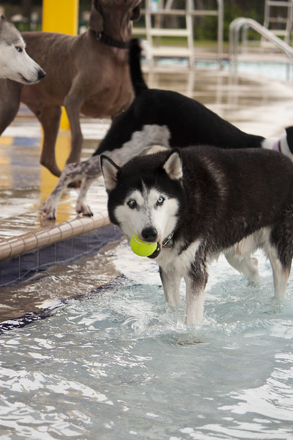 Florida Huskies and the NEW addition 9/5/13 - Page 4 6255273561_07ca2e7709_z