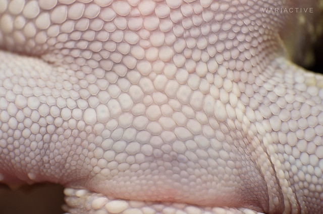 Leopard Gecko Pore Close-up (Sexing) 6234486701_c57eeee6d2_z