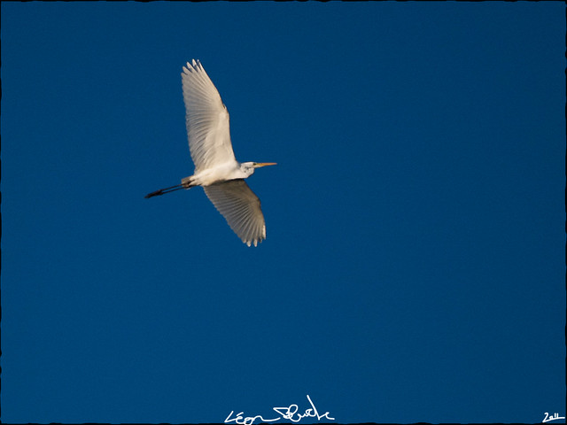 (Héron blanc) Grande aigrette 6222164097_1f05072b23_z