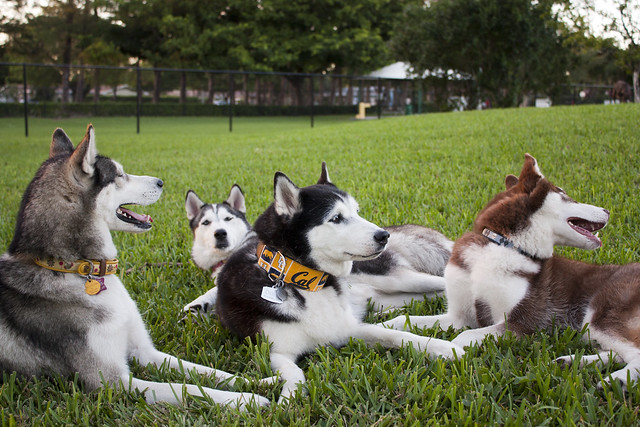 Florida Huskies and the NEW addition 9/5/13 - Page 5 6326215224_270b4eb912_z