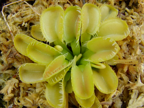 Dionaea et sarra.. 5974289954_0b6c3bff77