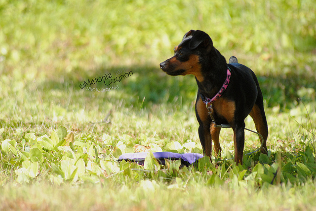 Stella au chalet 5961900680_fde6159a72_z