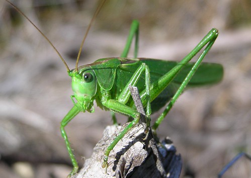 Tettigonia viridissima - Great green bush-cricket - Grande sauterelle verte - 10/07/11