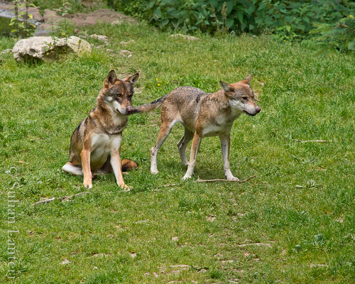 Visite des loups au parc Alpha 6035588851_d74d3bfc20